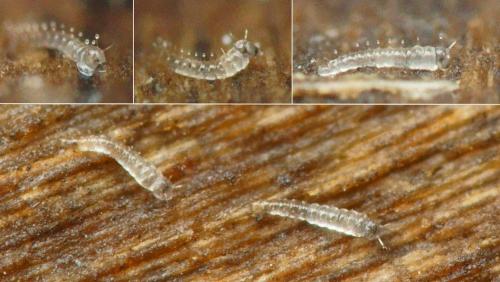 Forcipomyia sp.